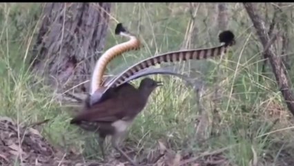 Amazing bird dance and sing