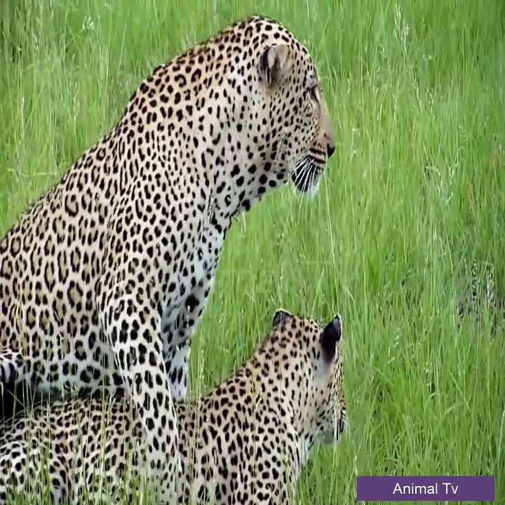 Animal TV