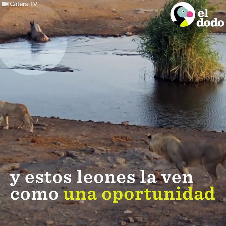 Y estos leones la ven Como Una oportunidad