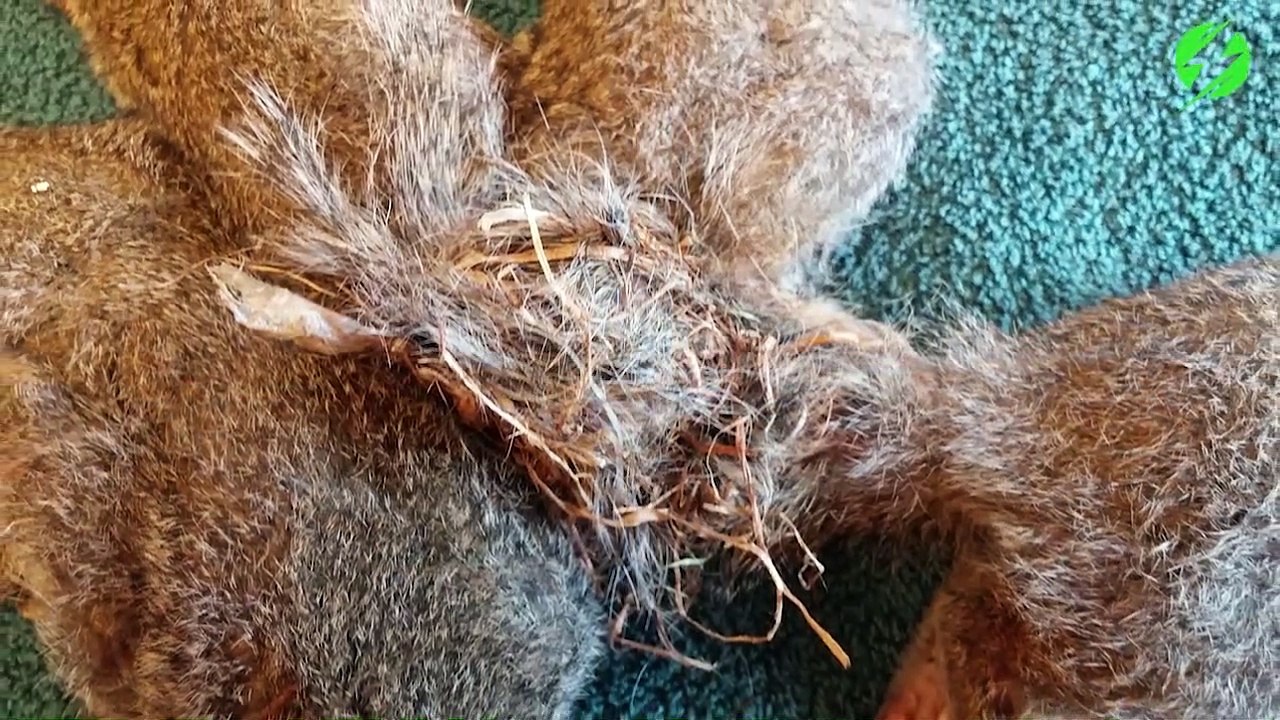 Il découvre 5 écureuils emmêlés  par la queue et les sauvent