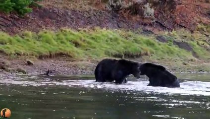Combat impressionnant entre 2 grizzlys