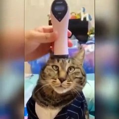 Cheered up my brains