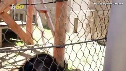 Lemurs & Chimps Beat the Heat by Snacking on Ice Pops