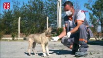 Zifte bulanmış halde bulunan 'Şanslı' hayata tutundu