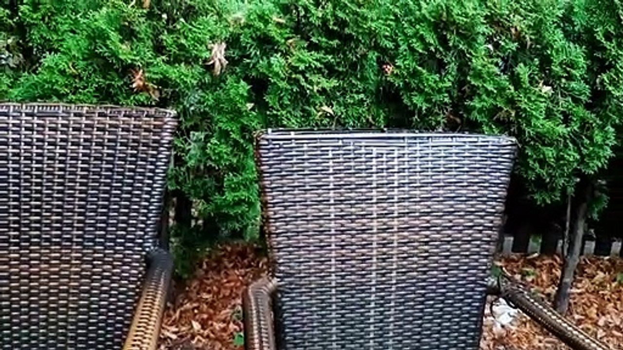 Zucker ist tödlich für Wespen