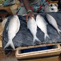 Loved For Its Taste And Texture, The Ilish (Hilsa Or Pulasa) Is The Most Expensive Fish In India