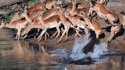 Impressive Impala Saves Its Life from Crocodile Attack 🦓