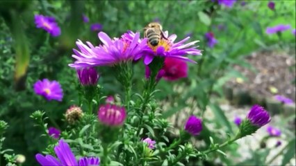 Tenha Paz com a oração de São Francisco de Assis