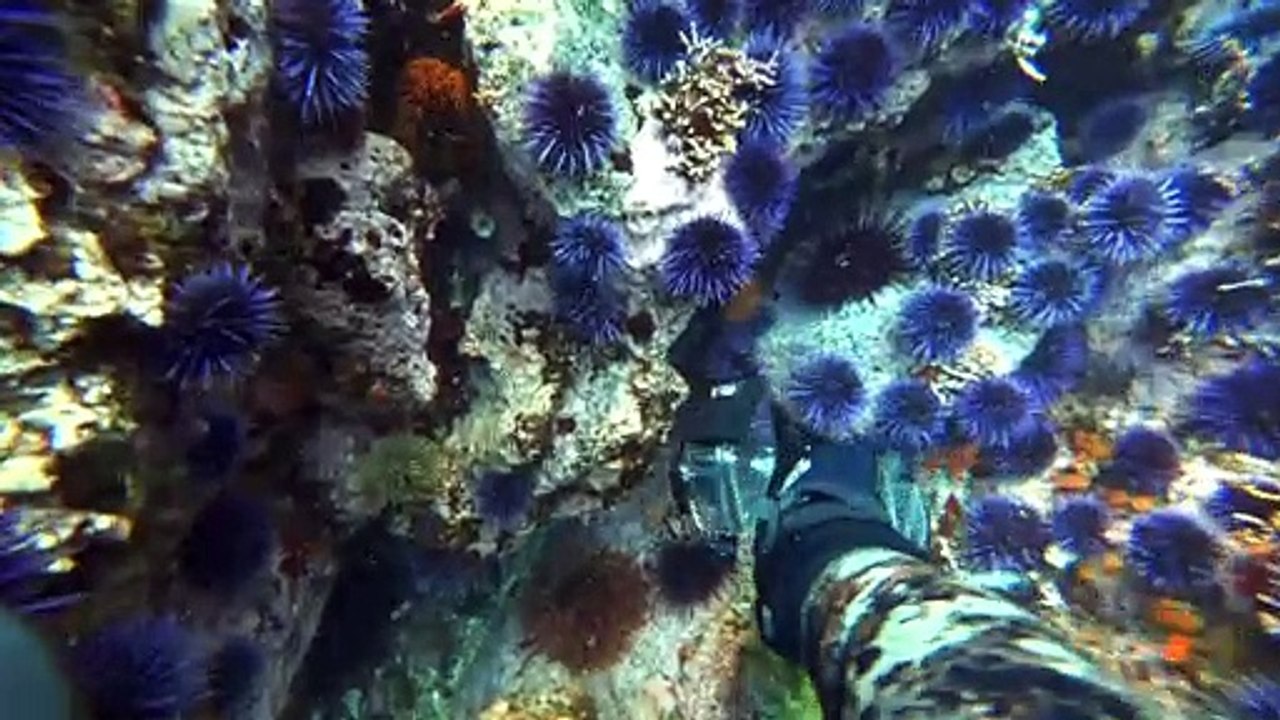 Spearfishing Big Sur California - Big Cabezon - Perch - Uni - Greenlings