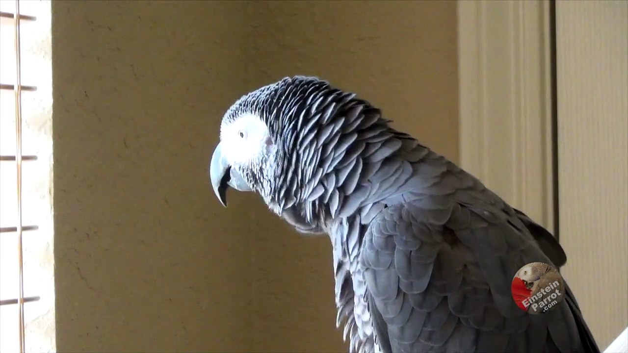 Talking parrot hilariously identities people walking outside