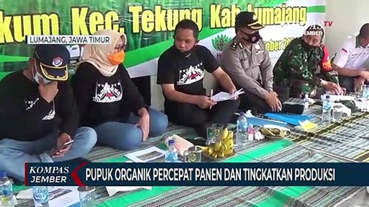 Bupati dan Wakil Bupati Lumajang Panen Padi Sehat yang Ditanam Menggunakan Pupuk Organik
