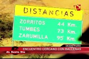 Encuentro cercano con las ballenas: un fascinante espectáculo en el mar de Piura