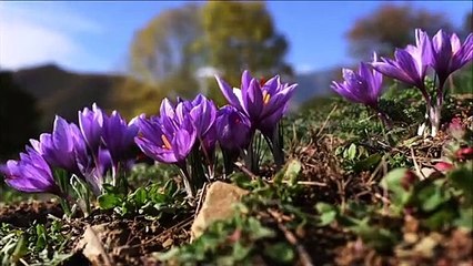 ☩ 4 octobre : Fête de Saint François d'Assise ☩