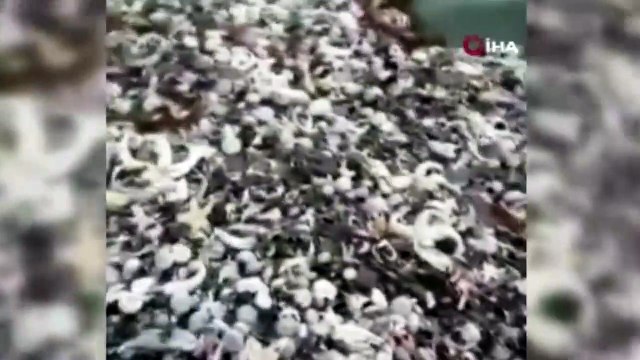 Rusya'da milyonlarca deniz canlısı karaya vurdu