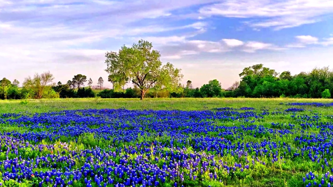 Однорідні члени речення | УКРАЇНСЬКА МОВА 4 КЛАС