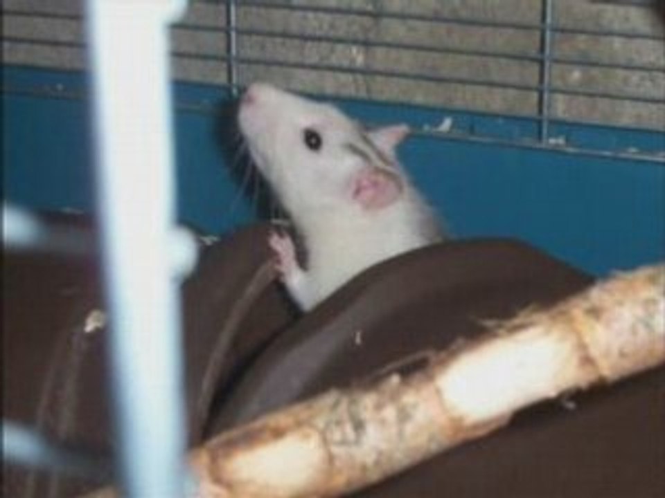 Rat is my blood {Nickelback ~ Far Away}