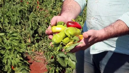 Скачать видео: Reyhanlı Barajı, Amik Ovası'ndaki tarım arazilerine bereket katacak - HATAY