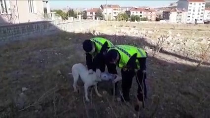 Kafası pet şişeye sıkışan sokak köpeği, jandarma ekiplerince kurtarıldı - AFYONKARAHİSAR