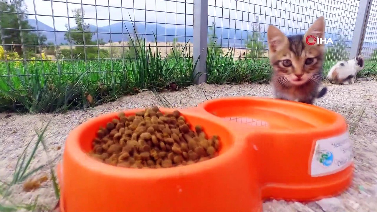 Can dostlar Büyükşehire emanet