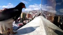 Befriending Bolivia's native birds