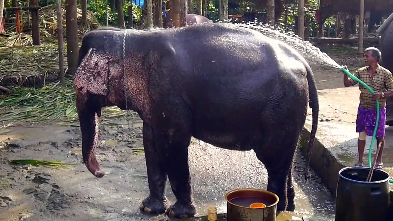 Elefantendusche Indien