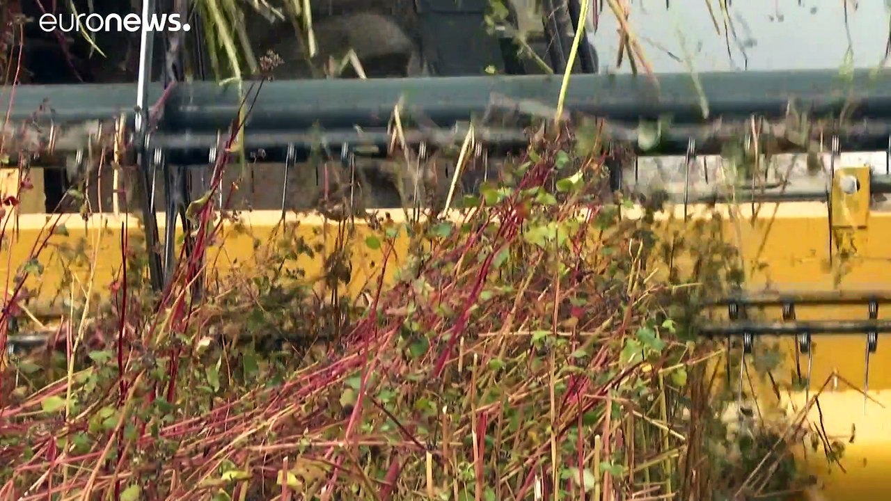 Carte blanche au blé noir en Bretagne