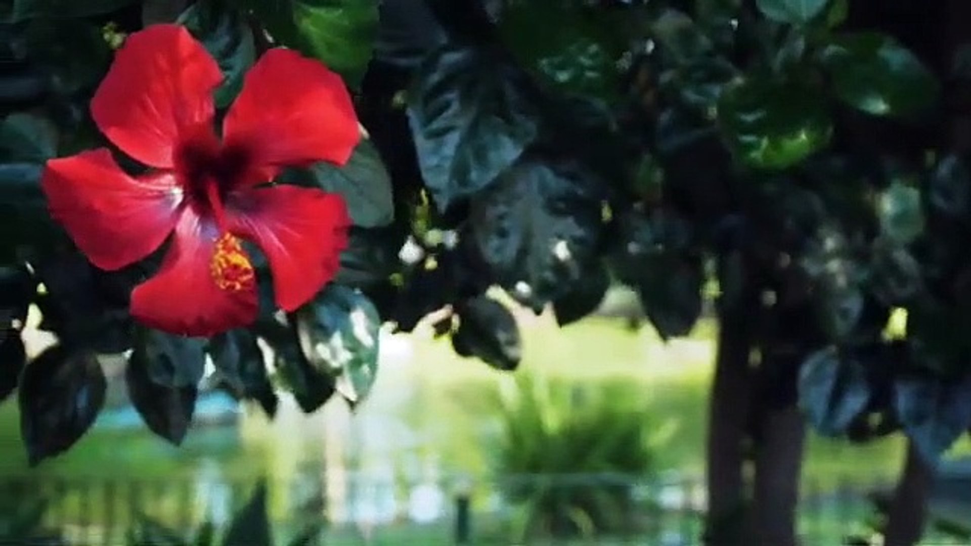 ⁣Relaxing Music For Sleep,|Relaxing Music Flute| Relaxing Music For Positive Energy