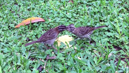 Santo Antônio esta conosco no Mês de Junho