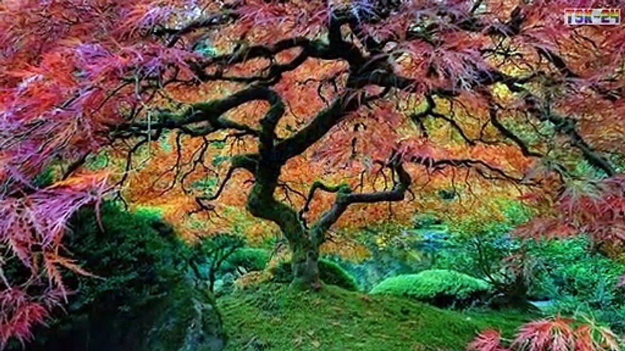 Top 16 Amazing Trees in The World