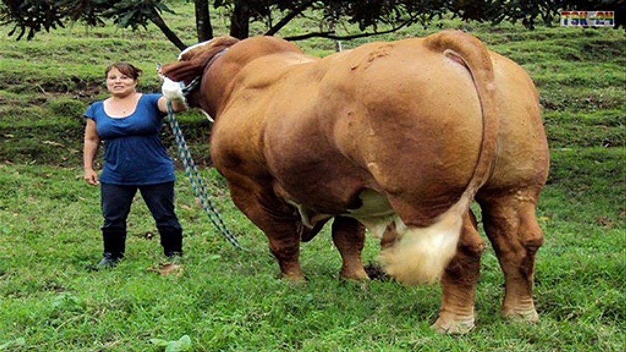 ❤ Amazing Biggest Cow in The World