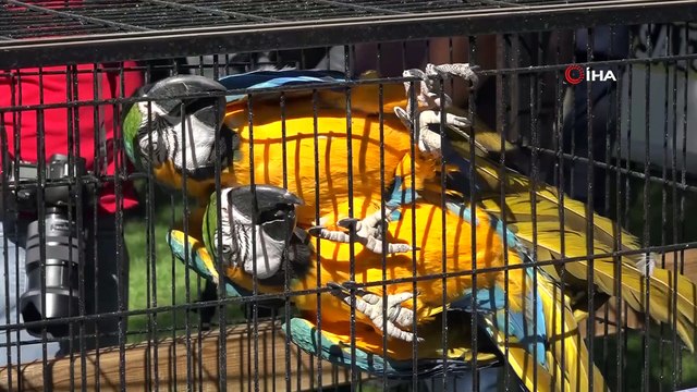 Fatma Şahin’e maymun şoku