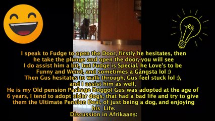 FUNNY CHOW CHOW DOG - OPENING A DOOR