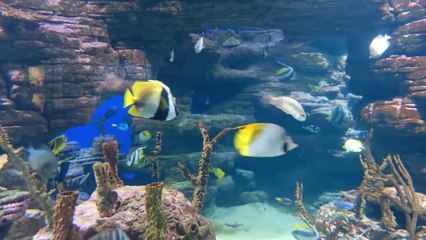 The Best 4K Aquarium for Relaxation Il Relaxing Oceanscapes - Sleep Meditation 4K HD Relax24pro