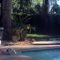 Ce gentil chien a porté secours à un autre chien tombé dans la piscine