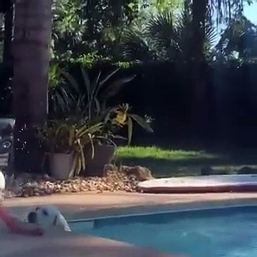 Ce gentil chien a porté secours à un autre chien tombé dans la piscine