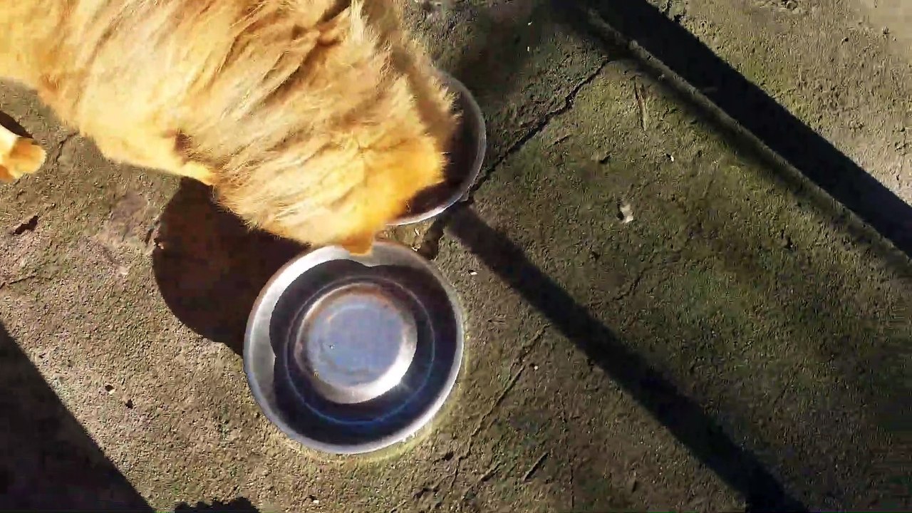 Chow Chow Naughty Ninja, Who needs a Dishwasher when you have a Chow Chow LOL