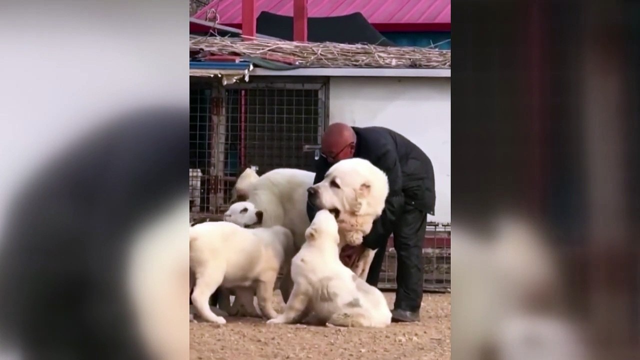 Biggest dogs ever