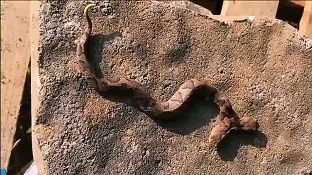 Un serpent à 2 têtes... Très rare