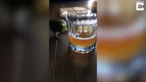 Cette perruche a soif et veut boire une bière