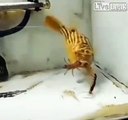Ce poisson Pufferfish mange tout et n'importe quoi... scorpion, mille-pattes