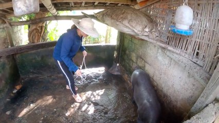 Bắt Lợn Hài Hước Nhất Mọi Thời Đại | The Most Humorous Pig Of All Time