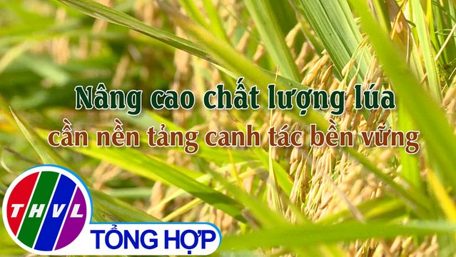 Nông nghiệp bền vững: Nâng cao chất lượng lúa - cần nền tảng canh tác bền vững