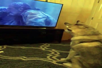 Even the dogs are catching up to The Wallking Dead this season 10/ Perro poniedose al día con La serie de Walking dead temporada 10