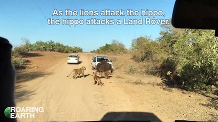 The hippo lion battle right in front of the car&apos;s nose results