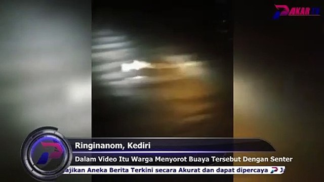 Viral Penampakan Buaya Putih di Sungai Brantas Kediri
