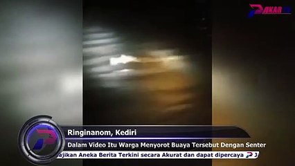 Viral Penampakan Buaya Putih di Sungai Brantas Kediri