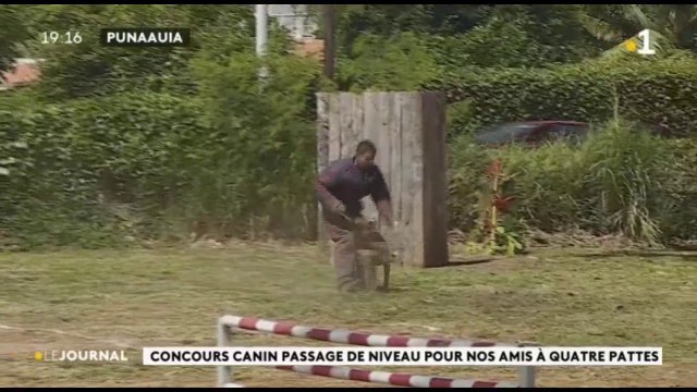 Concours canin : passage de certificats pour nos amis à quatre pattes