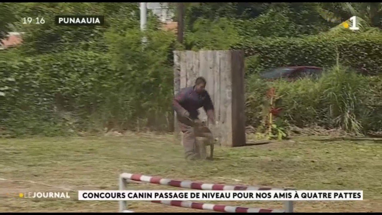 Concours canin : passage de certificats pour nos amis à quatre pattes