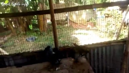 India largest Fancy pigeon farm fancy Kubutar