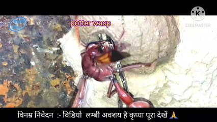 potter wasp building a nest ,  trials of life ,  potter wasp  collect   caterpillar  into  pot